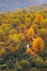 Mentre tornavo da un'escursione fotografica, da un punto panoramico, sotto la pioggia costante, mi sono reso  conto di quanti colori vividi, avvolti in una sottile nebbia, sprizzavano sotto i miei occhi. Ho usato lo zoom tele 70-200 per avere uninquadratura piu intima. Tra la vegetazione, sotto un albero di castagno, il mio sguardo  stato rapito da una  stradina dalla caratteristica forma ad S, un colpo docchio su di una scena formata per di piu da patterns.