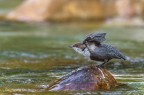 Merlo acquaiolo (Cinclus cinclu) Merlo acquaiolo (Cinclus cinclu)
