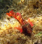 Pesce peperoncino Pesce peperoncino