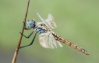 libellula libellula