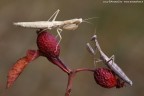 Pseudoyersinia lagrecai (Lombardo, 1984)  - Mantidae