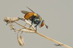 Gymnosoma (Tachinidae)