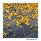 Il... tappeto Il... tappeto