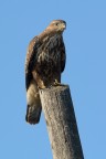 Finalmente una giornata di sole per provare questo benedetto 300 mm f/4. Foto sviluppata al volo per la gioia di vederla.

P.S.
Ivo dici che pu passare?