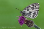 Melanargia galathea (Bianca marmorizzata) Melanargia galathea (Bianca marmorizzata)
