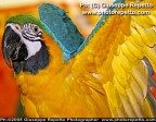 Pappagallo Pappagallo