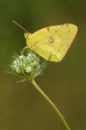 Colias Colias