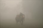 Elefante nella nebbia Elefante nella nebbia