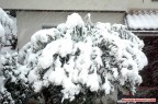 Albero inbiancato davanti la mia camera,grande nevicata a pisa