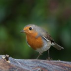 pettirosso pettirosso