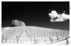 White Land 1 White Land 1