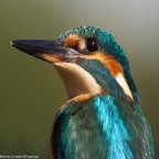 uccelli uccelli