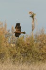 Falco di palude Falco di palude
