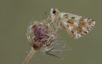Pyrgus Pyrgus