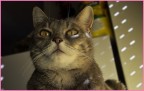 Sguardo felino