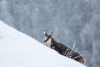 Camoscio sotto una nevicata
