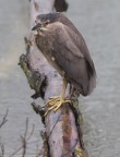 uccelli uccelli