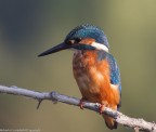 uccelli uccelli