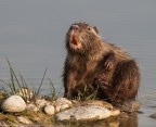 nutria nutria