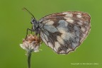 Bianca marmorizzata ( Melanargia galathea )