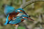 Martin pescatore mating Martin pescatore mating
