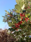 Luogo: Piemonte - Bertesseno
Il giorno dopo una bellissima nevicata in montagna, cielo limpido, un piacevole sole e questo tripudio di bacche rosse che risalta in mezzo alla natura addormentata.

P.s. foto scattata con iPhone 4 (non avevo ancora la mia Canon 1000D)