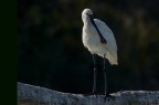 Spatola (Platalea leucorodia) Spatola (Platalea leucorodia)