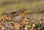 Pettirosso (Erithacus rubecula) Pettirosso (Erithacus rubecula)