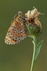 Melitaea Didyma Melitaea Didyma
