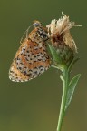 Buon giorno, la scorsa primavera ho trovato pochissimi soggetti di questa specie..., nei luoghi che abitualmente frequento ero abituato a vederne davvero molte, la scorsa stagione si  rivelata davvero fuori dal comune...sono curioso di osservare quella che verr...
Oltre ai dati exif, visibili sotto la foto, aggiungo l'uso del pannello diffusore e del flash

http://imageshack.com/a/img62/5305/ctgk.jpg