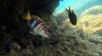 Chromis et Serranus Chromis et Serranus