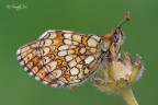 Melitaea athalia (Rottemburg, 1775) Melitaea athalia (Rottemburg, 1775)