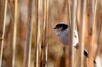 Il codibugnolo (Aegithalos caudatus) Il codibugnolo (Aegithalos caudatus)