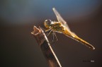 Libellula...controluce Libellula...controluce