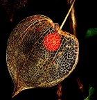 in gabbia 2 in gabbia 2