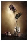 La rosa nel vasetto La rosa nel vasetto