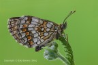 Melitaea athalia (Heath Fritillary)
C & c sono graditi.
Canon 1Ds Mk III - Canon 180 - iso 100 - f/20 - 1/2s - 0EV - tripoide - scatto remoto - nr. 4 flash - Canon ST-E2 - pannelli riflettenti e ombrello

[url=http://imageshack.com/a/img824/235/tq5f.jpg]Clicca qui per la versione ad alta risoluzione![/url] 4400 px
[url=http://imageshack.com/a/img268/5208/m0gh.jpg]Clicca qui per la versione ad alta risoluzione![/url] 2200 px