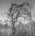 Savana Lombarda Savana Lombarda