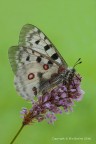 Parnassius apollo (Parnassius apollo)
C & c sono graditi.
Canon 1Ds Mk III - Canon 180mm - iso 100 - f/16 - 1/4s - tripoide - scatto remoto - nr. 3 flash - Canon ST-E2 - pannelli riflettenti e ombrello
[url= http://imageshack.com/a/img838/3804/9v9h.jpg]Clicca qui per la versione ad alta risoluzione![/url]