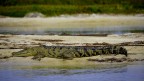 Riserva naturale Rio Lagartos (Messico)