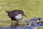 Merlo acquaiolo (Cinclus cinclus)
C & c sono graditi
Canon 1D Mk IV - Canon 600mm - iso 320 - f/7.1 - 1/300 - -0.33Ev - tripoide - capanno di foglie[url=http://imageshack.com/a/img827/8453/txfp.jpg]Clicca qui per la versione ad alta risoluzione![/url] 2700px