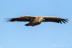 Canyon del Verdon, per correttezza, un'ala  stata in parte ricostruita, c & c sono graditi.
Canon 1D Mark IV - Canon 400mm - iso 320 - f/6.3 - 1/1250 - o.33 EV