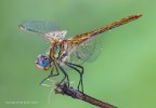 Sympetrum fonscolombii
C & c sono graditi.
Canon 1D Mk III - Canon 180mm - Iso 100 - f/16 -1/2s - -o.33 Ev
[url=http://imageshack.com/a/img11/3732/x2od.jpg]Clicca qui per la versione ad alta risoluzione![/url] 3000px