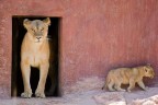 Scatto eseguito al parco-zoo di Falconara Marittima (AN), dove da poco erano nati tre leoncini in cattivit ...