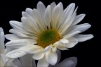 Fiore d'oro1