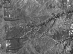 PIOGGIA NEL PINETO