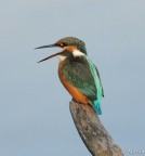 martin che canticchia martin che canticchia