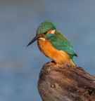 Martin pescatore corrucciato... Martin pescatore corrucciato...