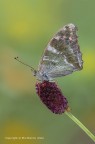 Pafia (Argynnis paphia) Pafia (Argynnis paphia)