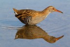 Porciglione eurasiatico (Rallus aquaticus) Porciglione eurasiatico (Rallus aquaticus)